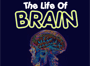 Life Of Brain